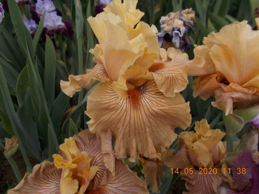 pr-r9,3-just crazy-15 - IRISI INALTI SI MEDII DISPONIBILI IN 2023 capitol 2