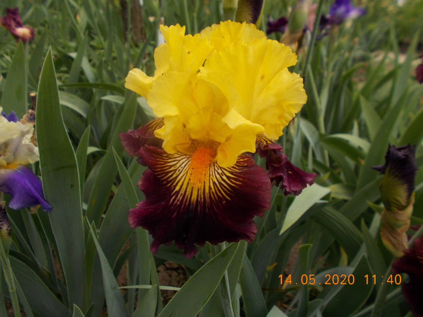 pirate ahoy-12-indisponibil - IRISI INALTI SI MEDII DISPONIBILI IN 2023 capitol 2