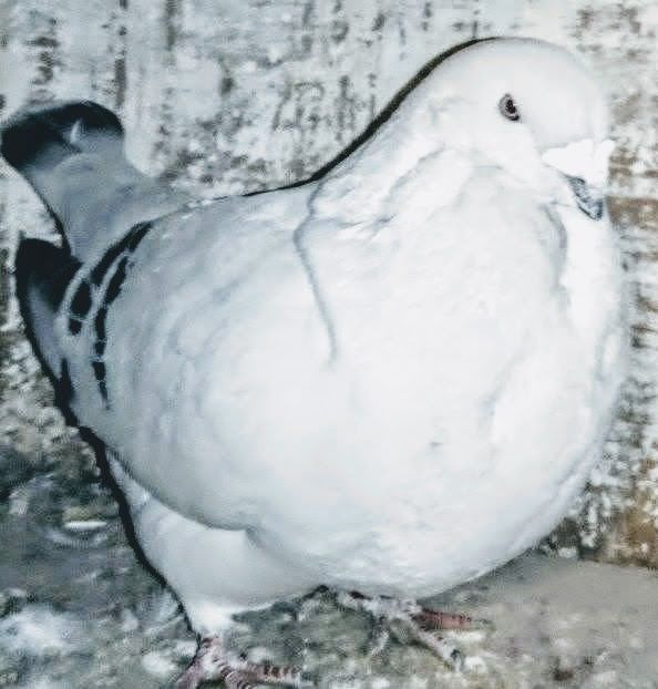  - - A - A - A - A- W A R N I N G !