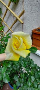 received_920709905019889 - Trandafirul de la mamaia