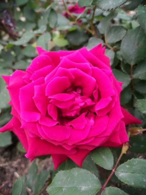  - Trandafiri 2020_2022 2023