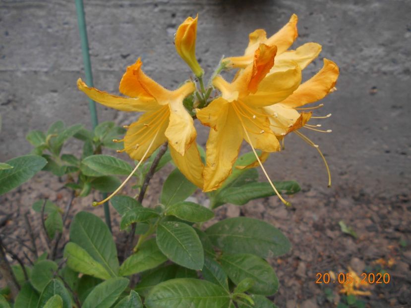 Azalee Anneke - 1Azalee-rhododendroni-heleborusi-hortensii-hoste 2020