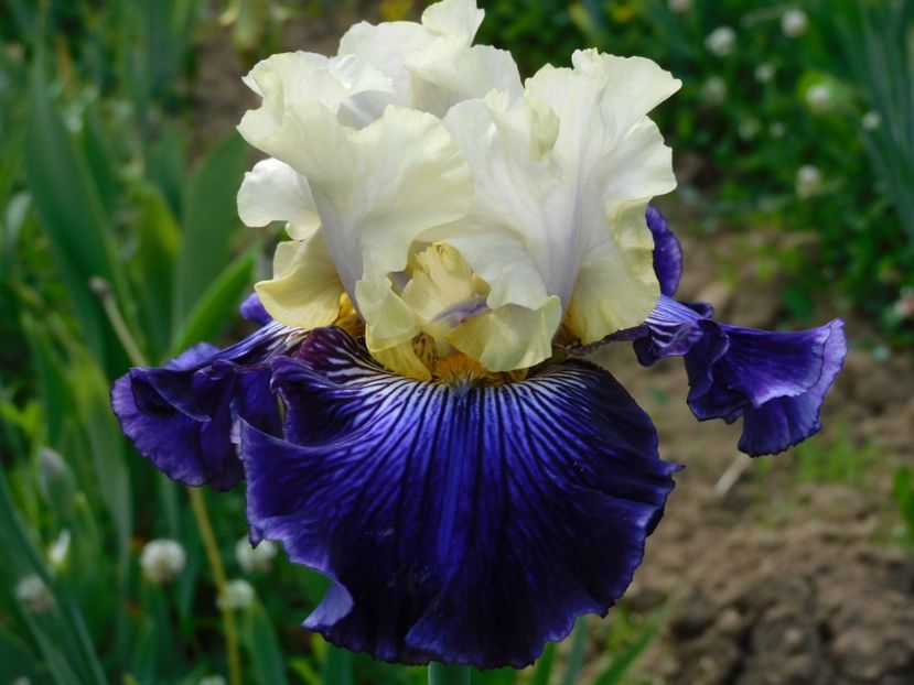 Delfin i rusalka - xx Colectie irisi