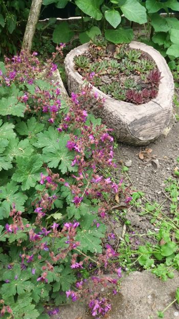 Geranium macrorrhizum - sempervivum mix - Gradina si terasa PrimaLuce_7-Hello 2020