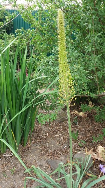 eremurus robustus - Gradina si terasa PrimaLuce_7-Hello 2020