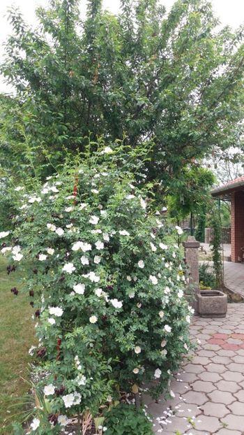 rosa canina(maces) - Gradina si terasa PrimaLuce_7-Hello 2020