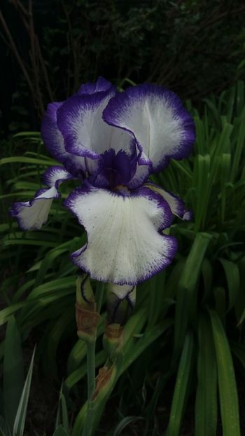 iris germanica "loop the loop" - Gradina si terasa PrimaLuce_7-Hello 2020