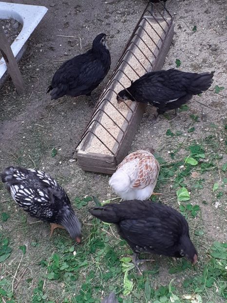  - Tineret Australorp si wyandotte 2020