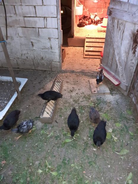  - Tineret Australorp si wyandotte 2020