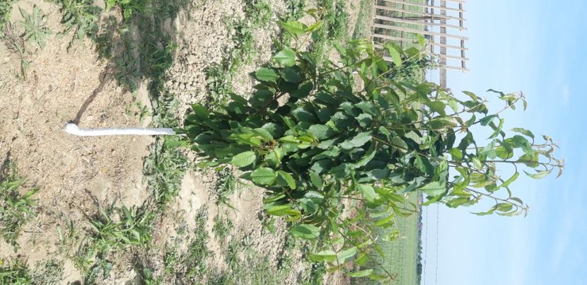  - Livada 1 anul III 2020