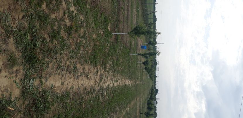  - Livada 1 anul III 2020