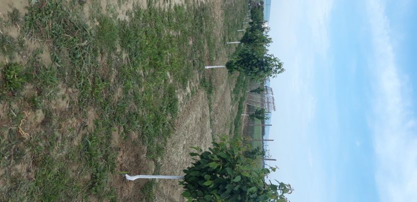  - Livada 1 anul III 2020