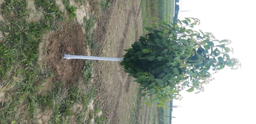  - Livada 1 anul III 2020