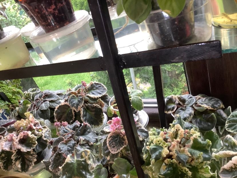  - AAAAViolete de colecție 2020