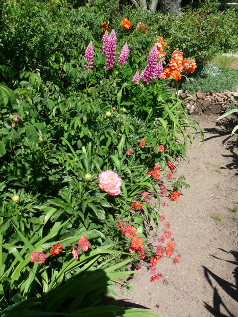  - 2020 - 01 - Primavara