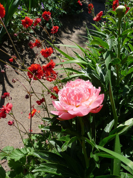  - 2020 - 01 - Primavara