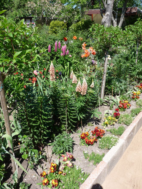  - 2020 - 01 - Primavara