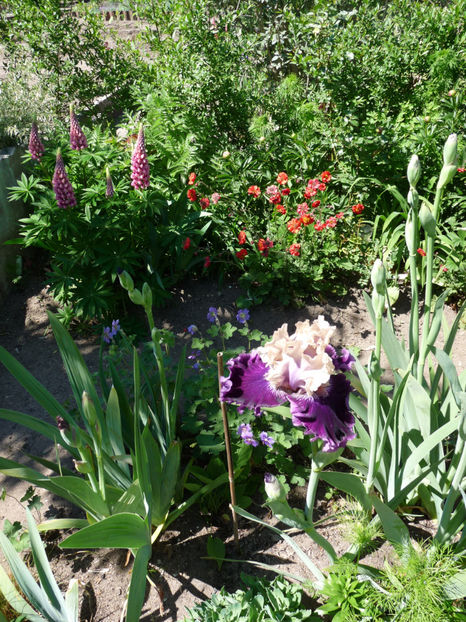  - 2020 - 01 - Primavara