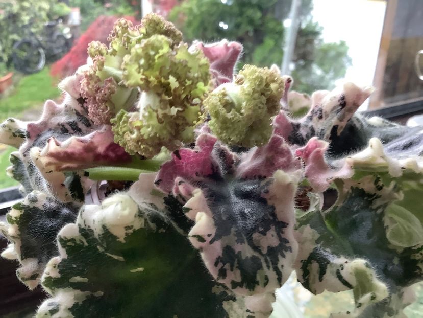 IAN Kapriz - AAAAViolete de colecție 2020