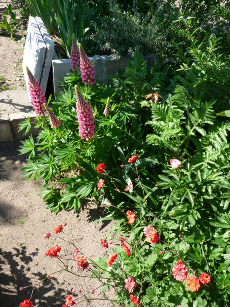  - 2020 - 01 - Primavara