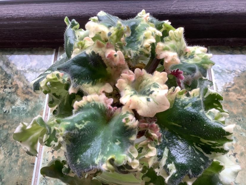 Willodene - AAAAViolete de colecție 2020