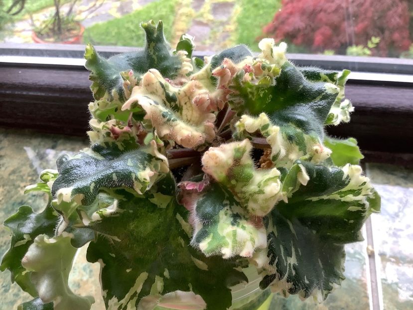 Willodene - AAAAViolete de colecție 2020