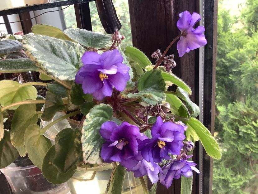 Ajohn s Raquel Trail - AAAAViolete de colecție 2020