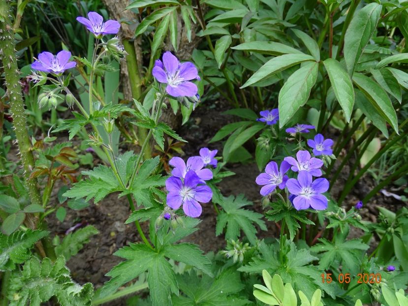  - Geranium 2020