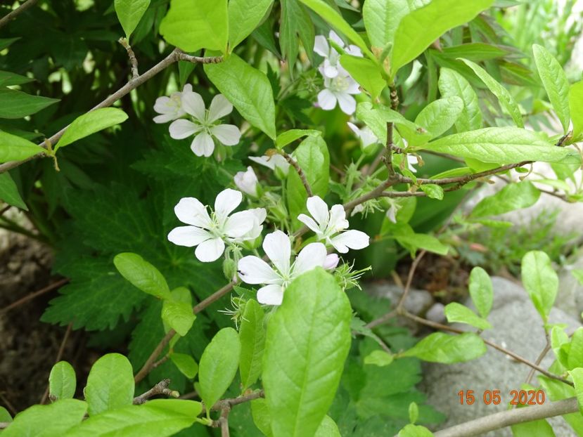 spontan - Geranium 2020