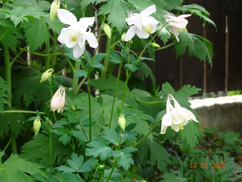  - Aquilegia 2020