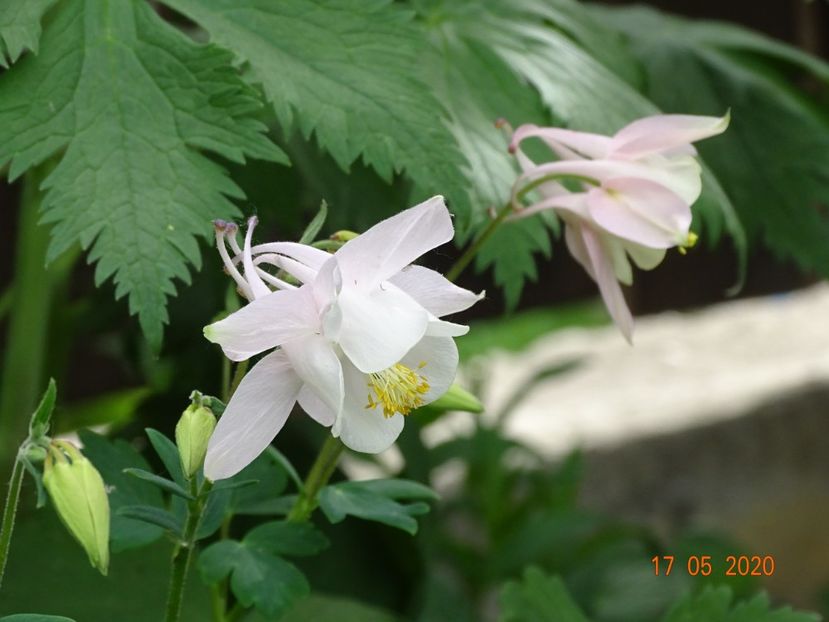  - Aquilegia 2020