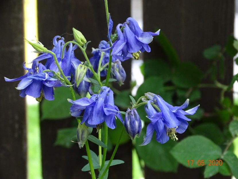  - Aquilegia 2020