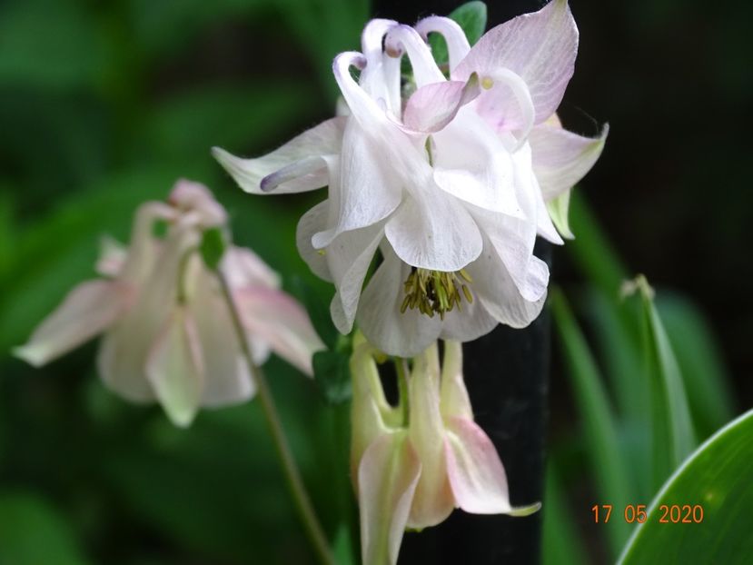  - Aquilegia 2020