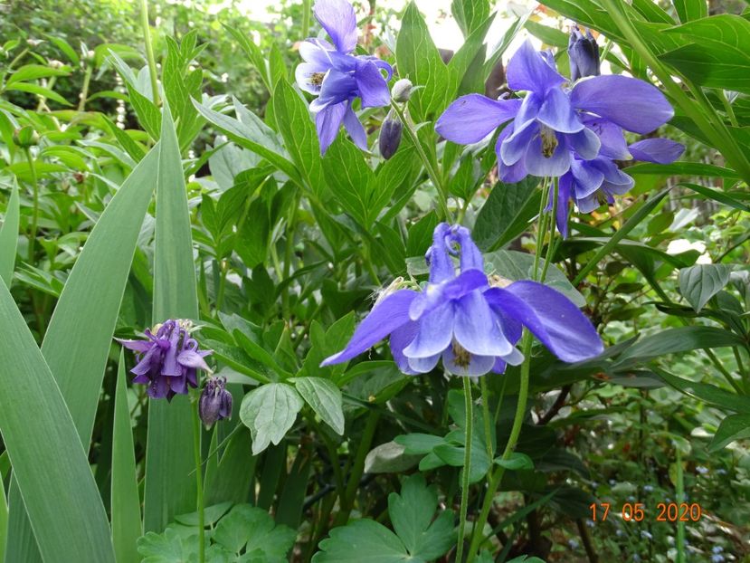 - Aquilegia 2020