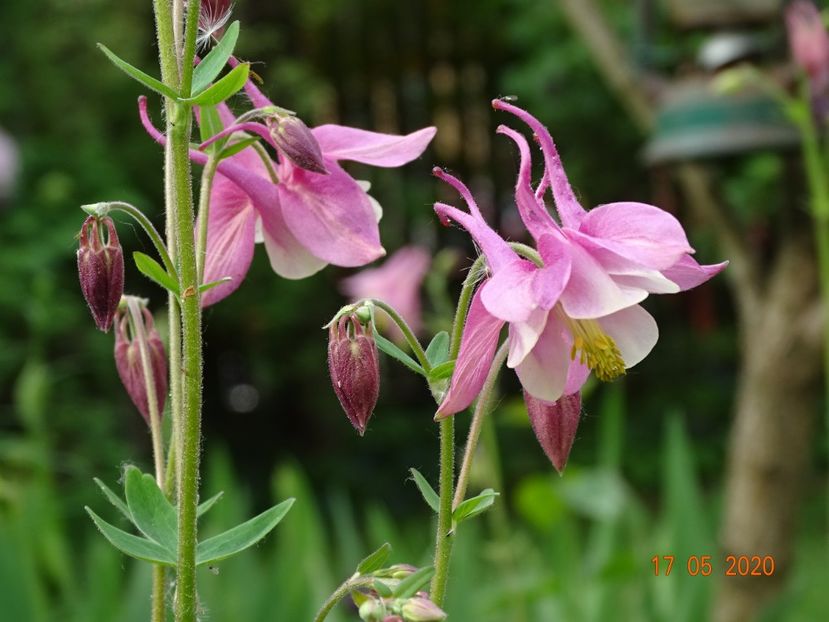 - Aquilegia 2020
