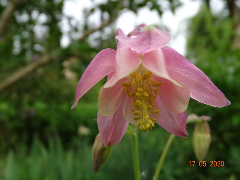  - Aquilegia 2020