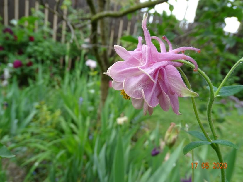  - Aquilegia 2020