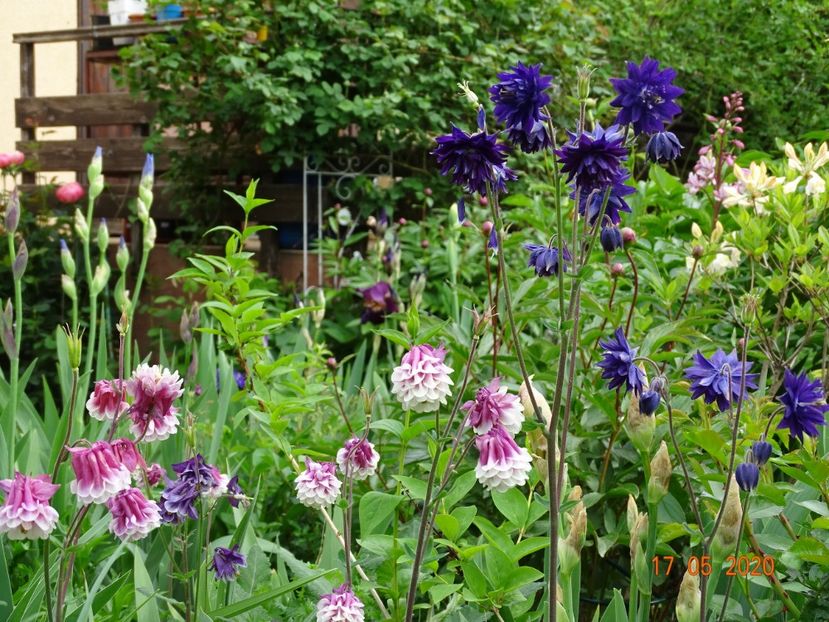  - Aquilegia 2020