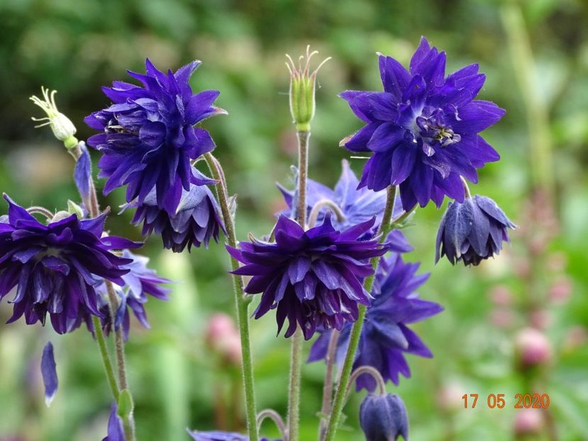  - Aquilegia 2020