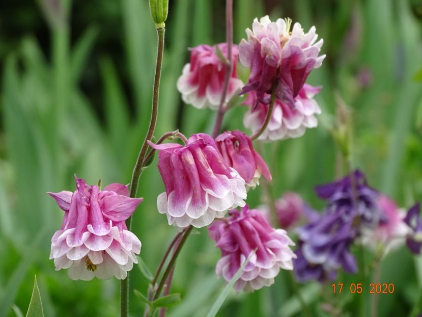  - Aquilegia 2020
