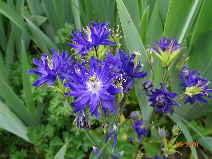  - Aquilegia 2020