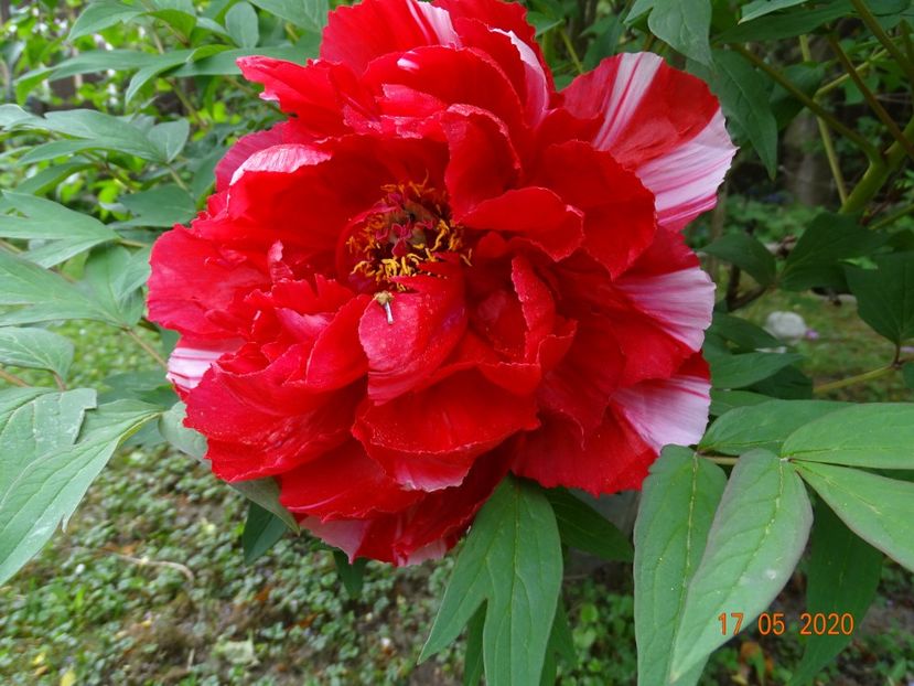  - Bujori arbustivi si itoh 2020