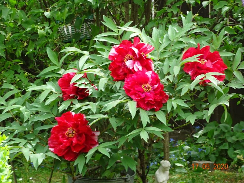 Dao Jin - un bat cu cinci flori - Bujori arbustivi si itoh 2020