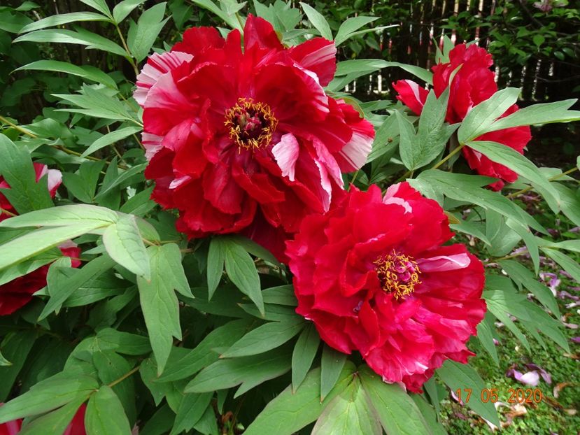  - Bujori arbustivi si itoh 2020