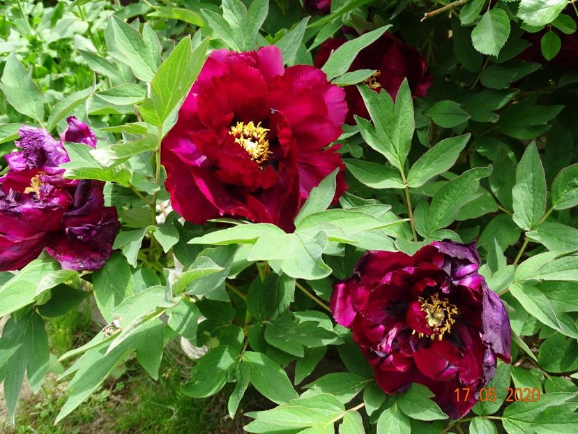  - Bujori arbustivi si itoh 2020