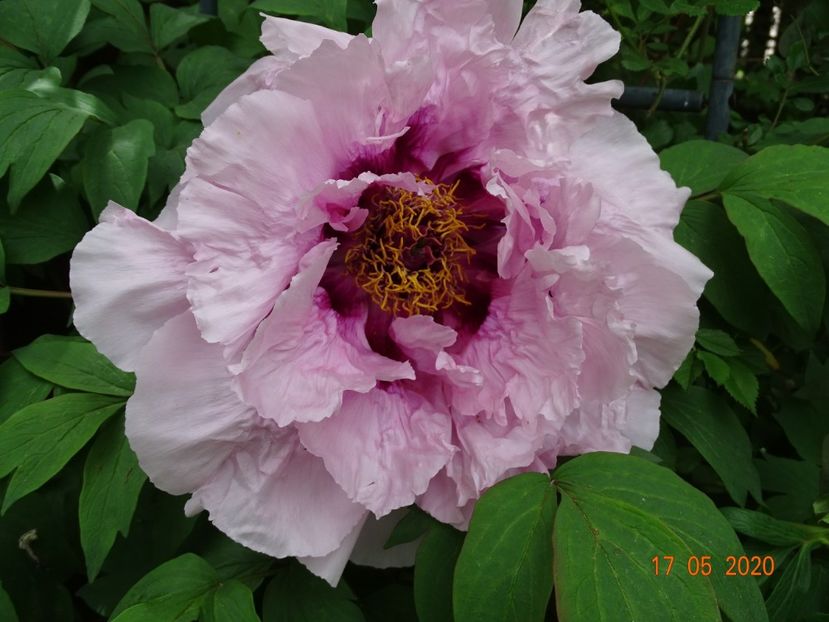  - Bujori arbustivi si itoh 2020