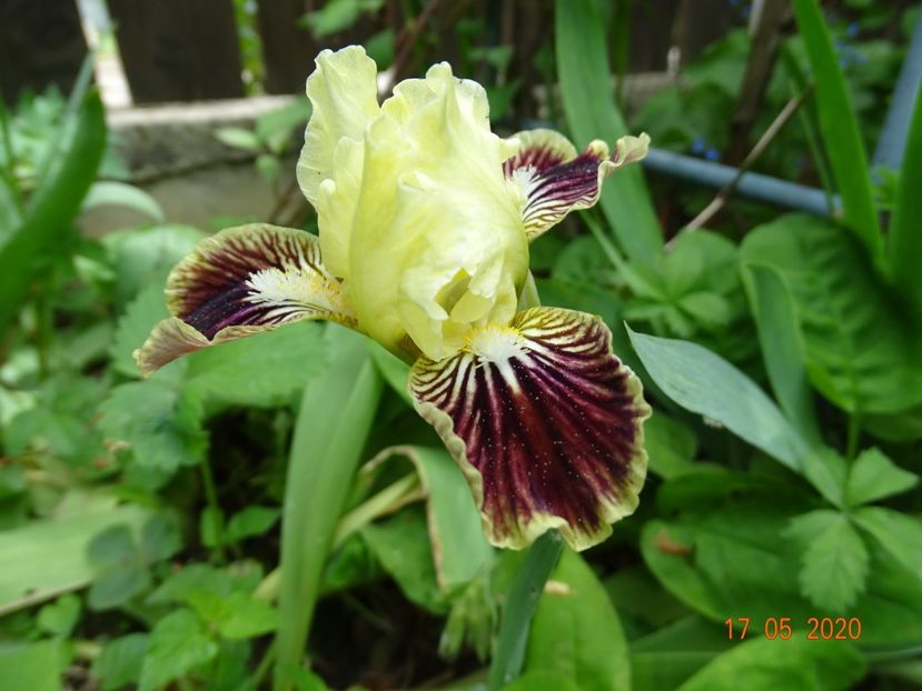 Sass with class - Irisi 2020