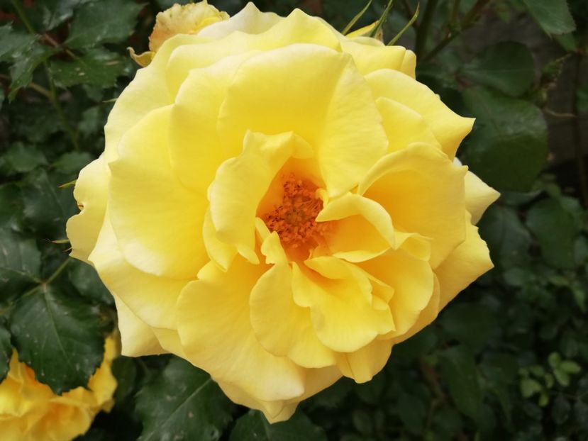  - Rimosa urcator