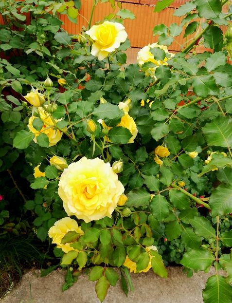  - Rimosa urcator