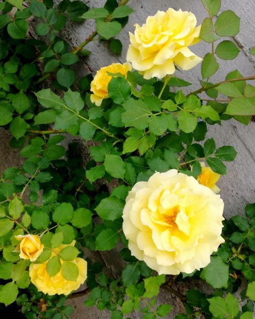  - Rimosa urcator